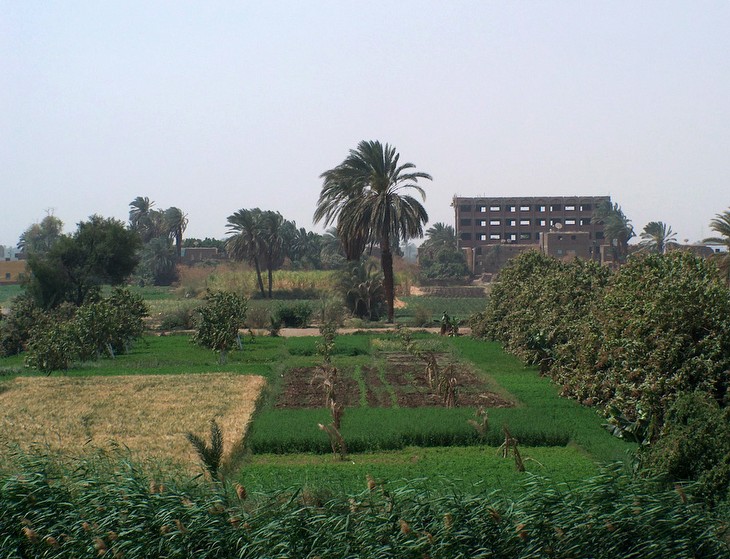 Camps de conreu a la vora del riu Nil (Egipte)